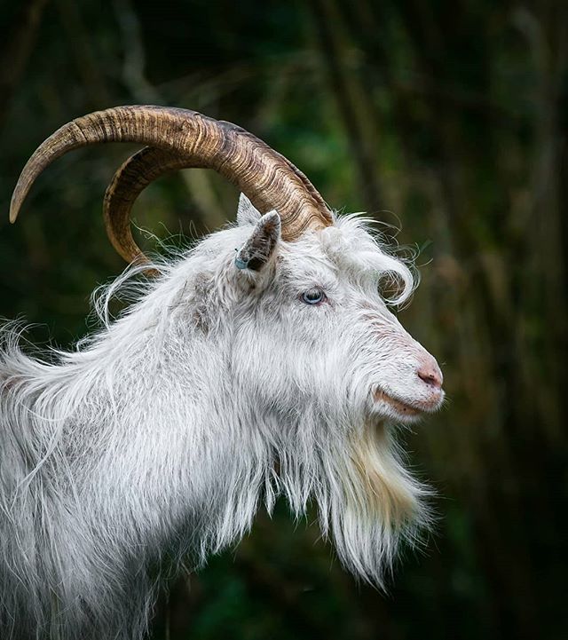 Gully goat Bristol